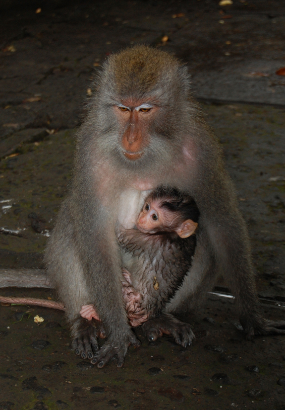 http://www.lasouriscoquette.com/wp-content/uploads/2013/05/ubud14.jpg