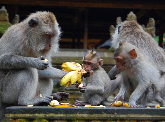 http://www.lasouriscoquette.com/wp-content/uploads/2013/05/ubud17.jpg