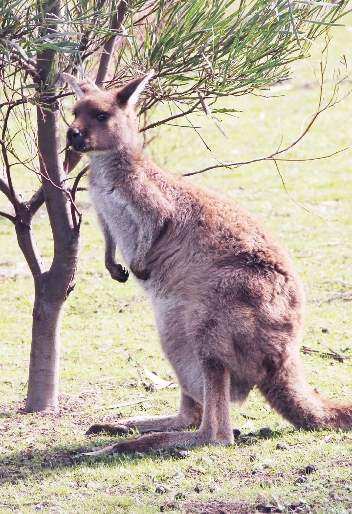 la-souris-coquette-blog-mode-voyages-australie-kangaroo-island-142