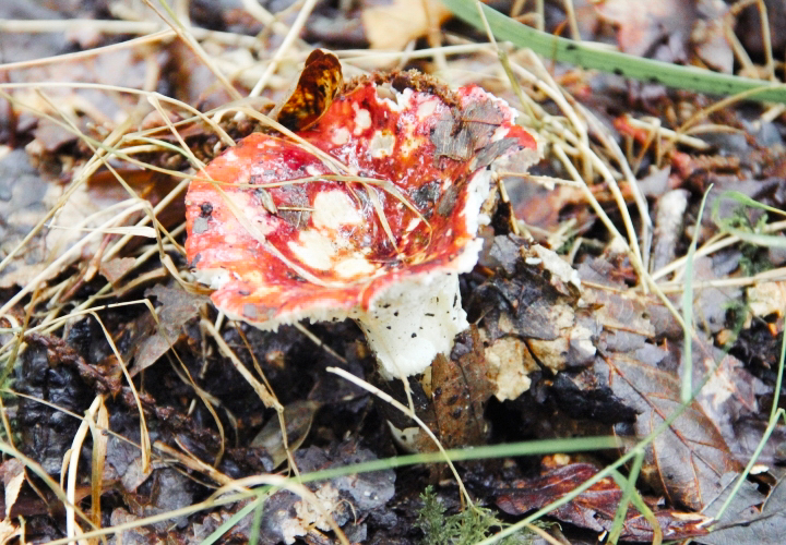 la souris coquette 10 raisons d'aimer l'automne 11