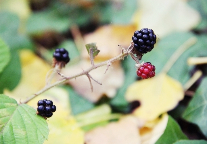 la souris coquette 10 raisons d'aimer l'automne 8