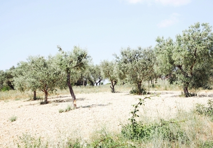 blog-voyage-mode-sud-gorges-verdon-champs-lavandes-plateau-valensole-18