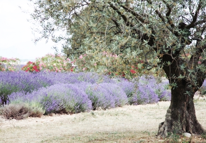 blog-voyage-mode-sud-gorges-verdon-champs-lavandes-plateau-valensole-7