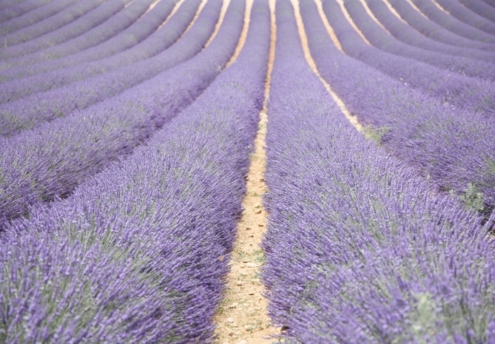 blog-voyage-mode-sud-gorges-verdon-champs-lavandes-plateau-valensole-8