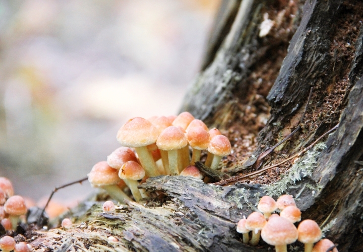 blog-mode-automne-arboretum-grandes-bruyeres-5